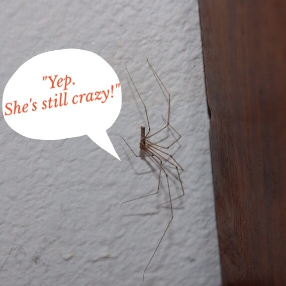 It's The Little Things: A Funny Spider Story |